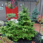 An evergreen conifer shrub