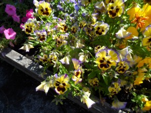 Pansies