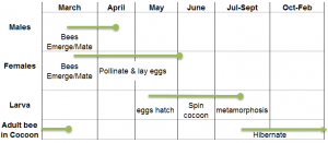 Lifecycle