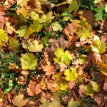Autumn_leaves_(Izyum_2014)