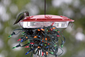 http://www.seattleaudubon.org/sas/learn/seasonalfacts/hummingbirds.aspx