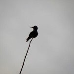 Anna's hummingbird silhouetted against a gray sky