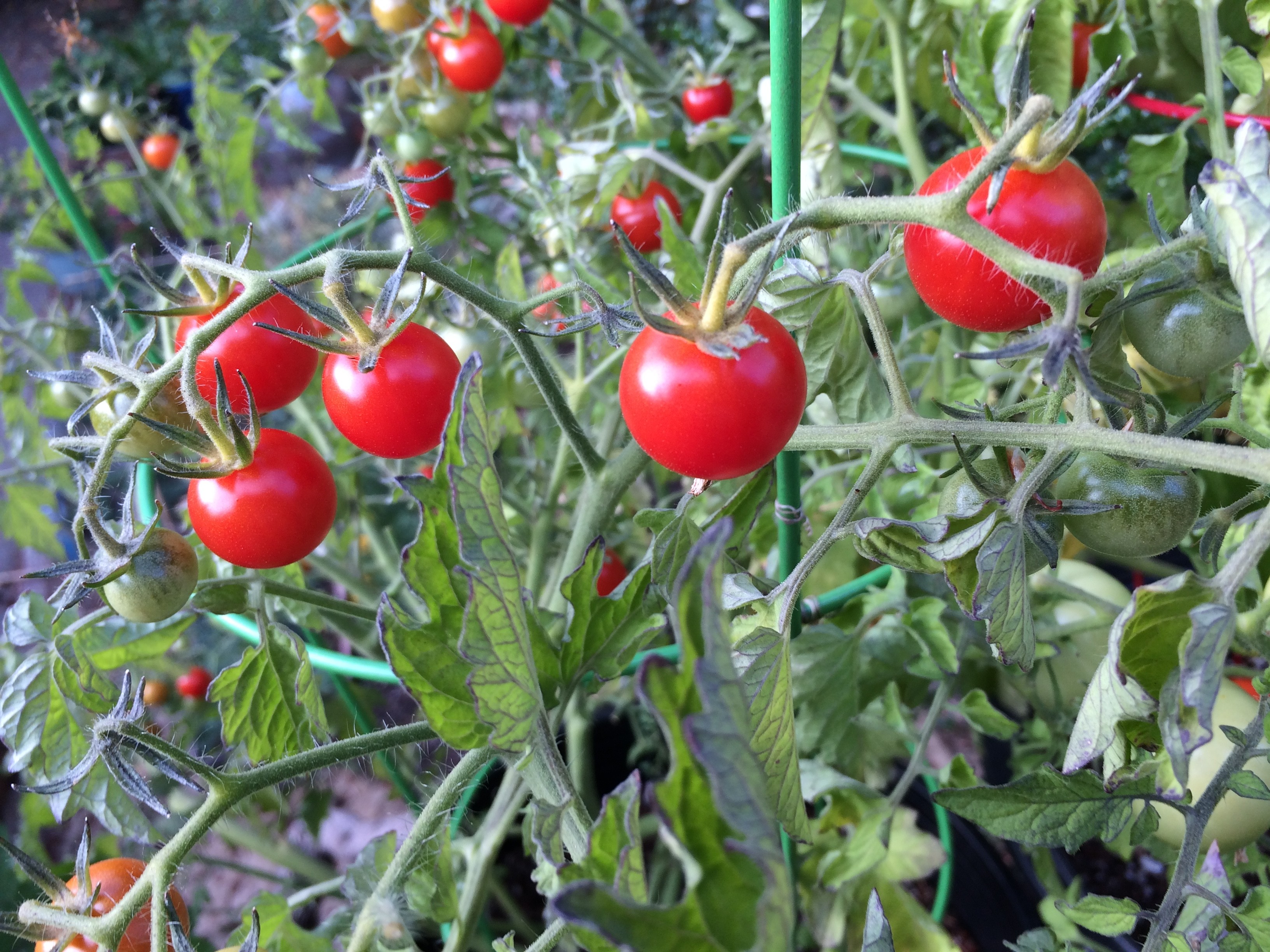 Gardeners Rejoice! New Septoria-Resistant Tomatoes Now Available