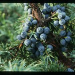 Juniper and berries