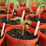 tomato seedlings