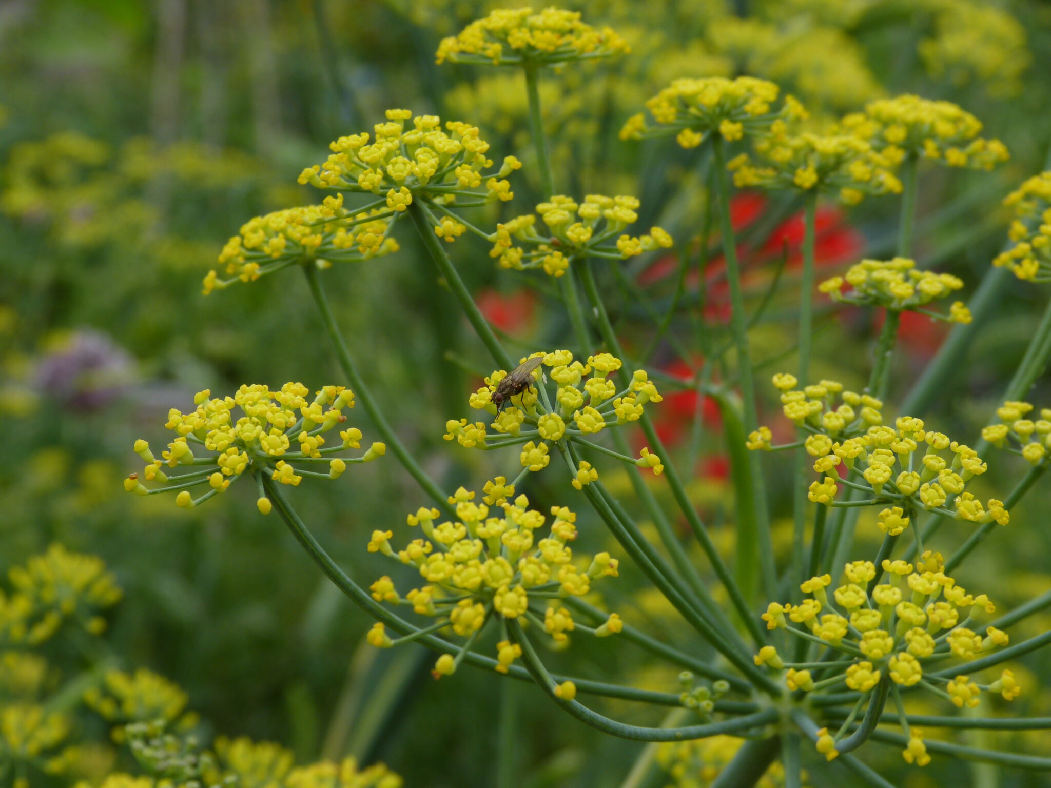 Embrace Beneficial Insect Allies in Your Garden | The Garden Hotline